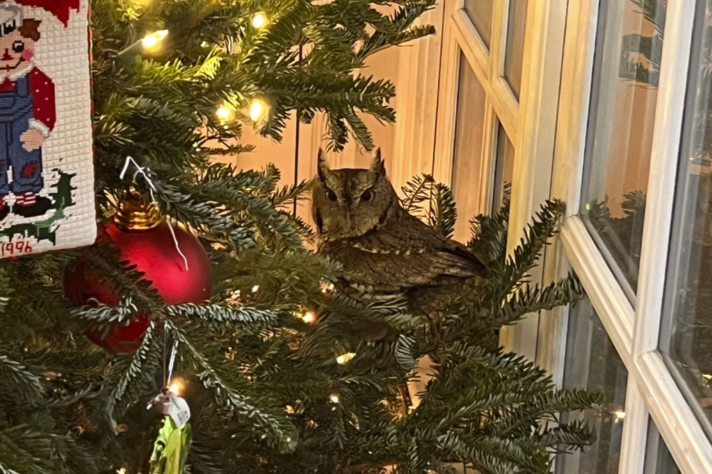 An eastern screech owl like this one was found in a family living room.