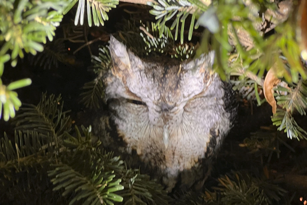 Owls in christmast tree