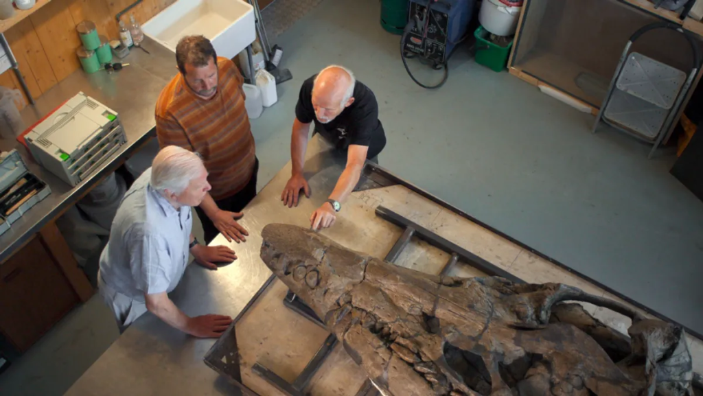 Sir David Attenborough, Christopher Moore, and Steve Etches observing the fossil at the Etches Collection in Dorset.