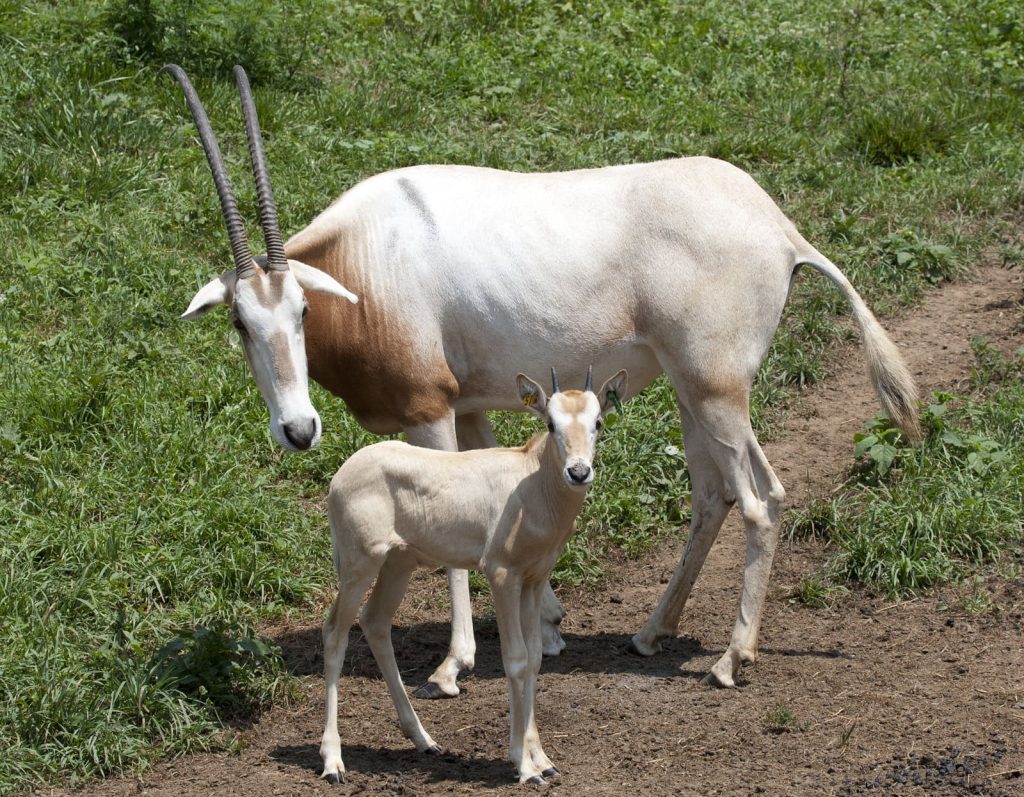 The scimitar-horned oryxes at the Zoo's Front Royal facility produced three male calves in June.