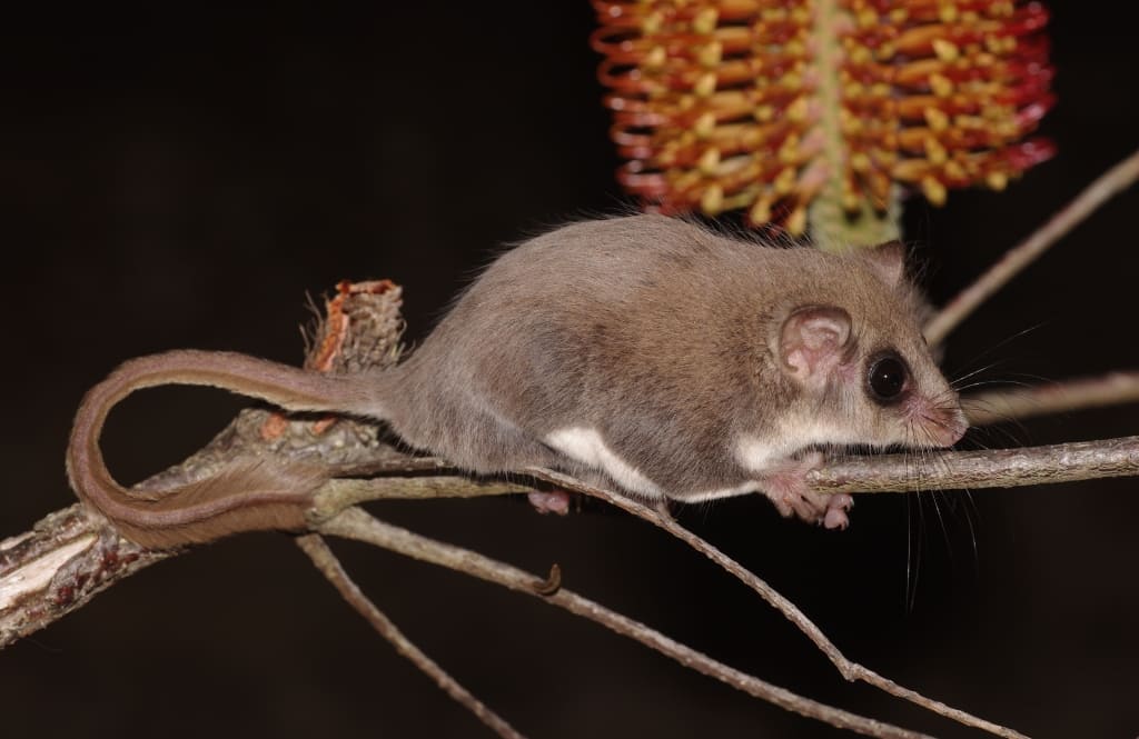 feather-Tailed Possums