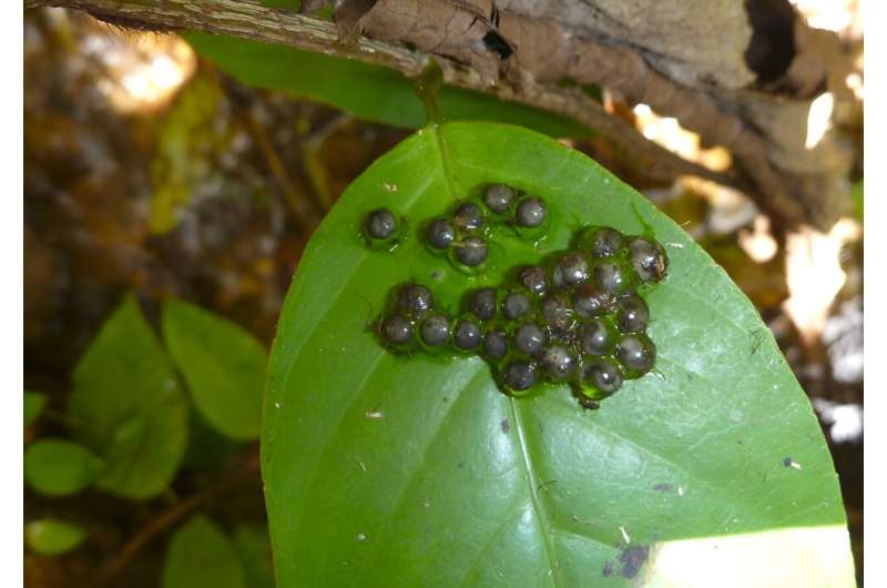 The new species of frog's eggs, laid on a leaf. Credit: Sean Reilly