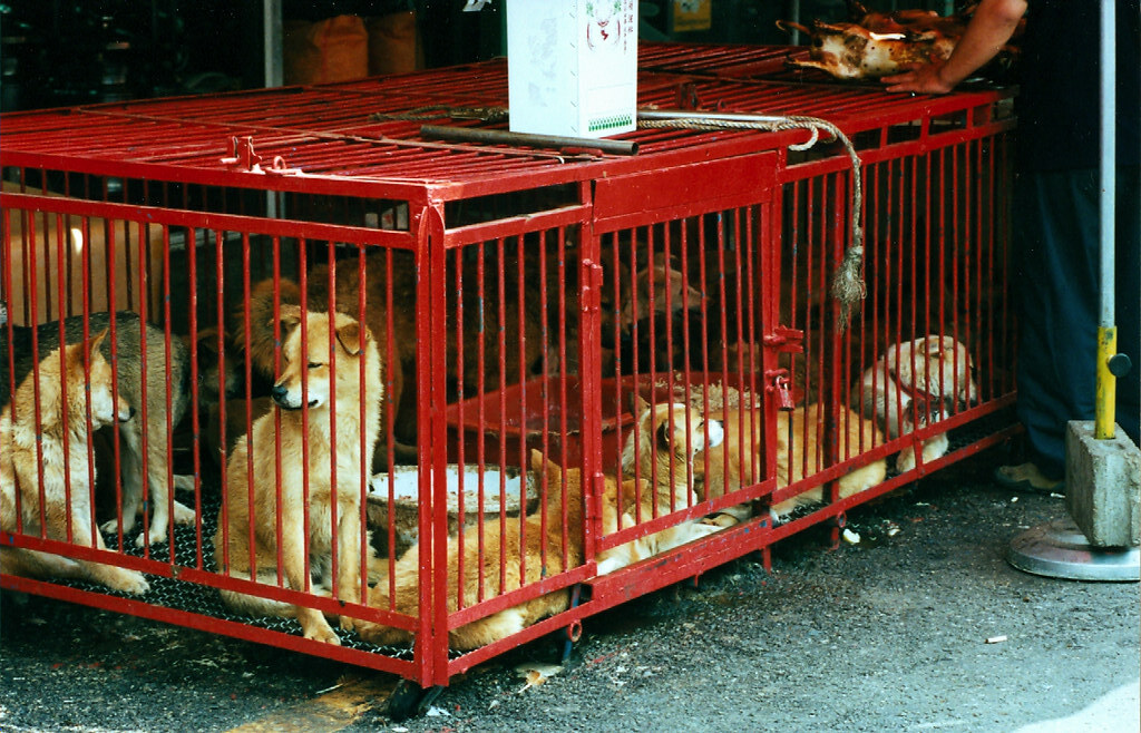 Dogs in cage - Moran Market, Seongnam, South Korea