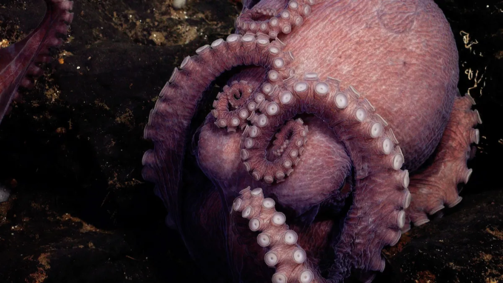 A mother octopus broods her eggs near a small outcrop of rock unofficially called El Dorado Hill