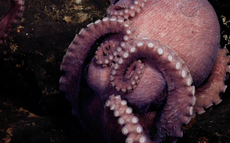 A mother octopus broods her eggs near a small outcrop of rock unofficially called El Dorado Hill