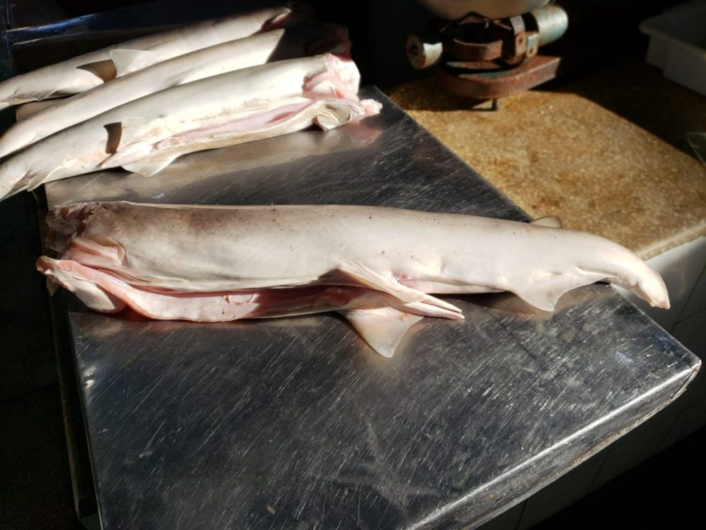 Adult bonnethead sharks for meat sale at the Bragança fish market, Brazil