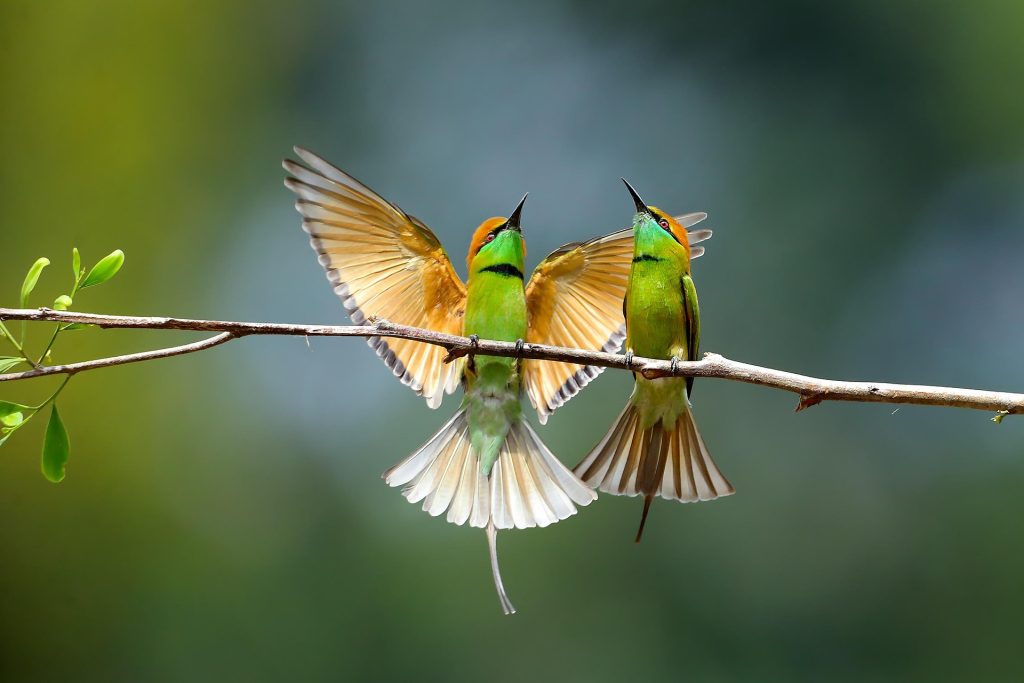 Asian green bee-eater bird