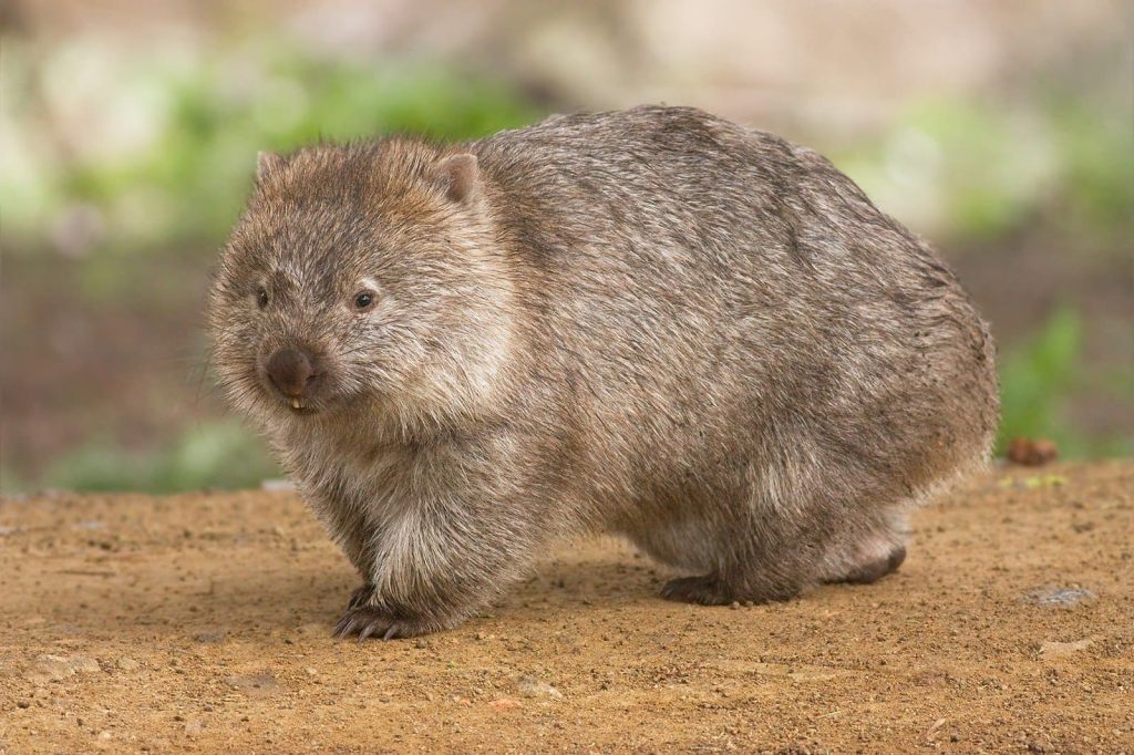 Bare-nosed wombat