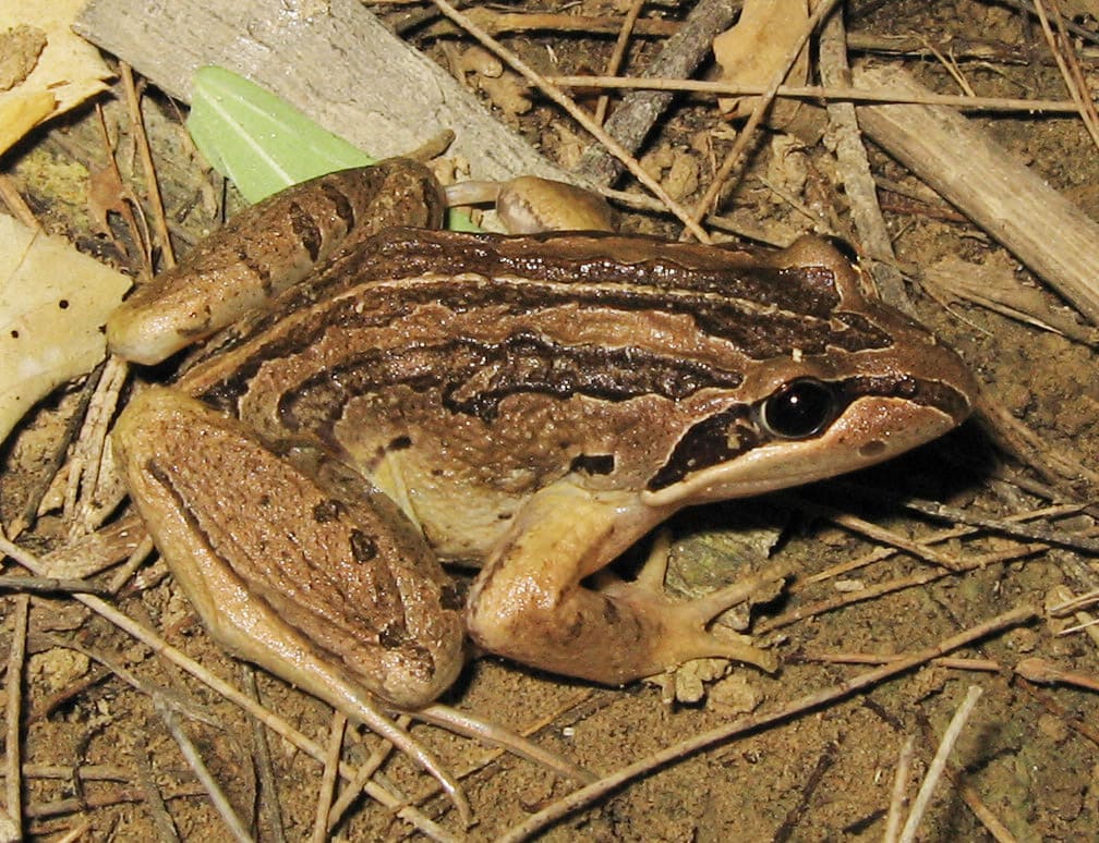 Brown-striped frog