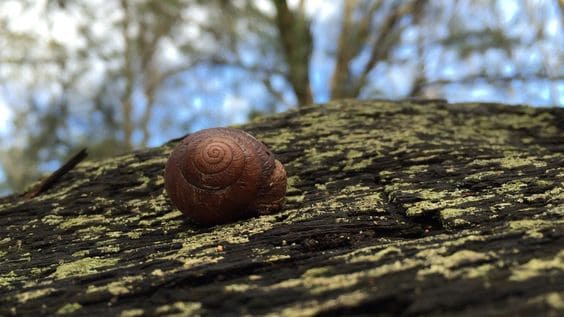 Cumberland Plain land snail