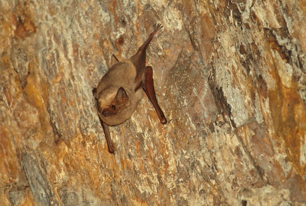 Eastern bentwing-bat