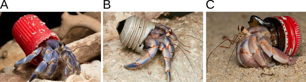 Examples of plastic-shelled hermit crabs used in the study.