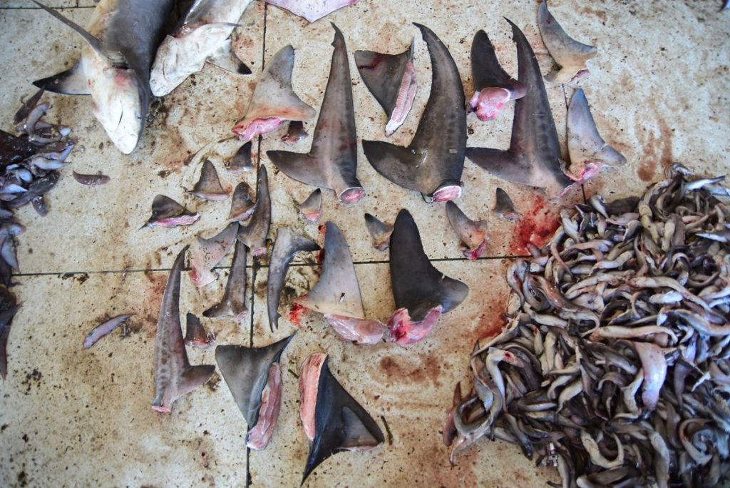 Fins removed from a number of shark species at Cox’s Bazar in Bangladesh in 2018