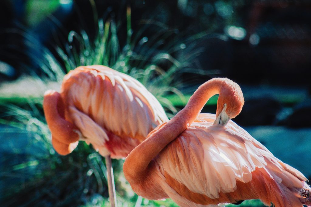 Flamingo Close Up Photo