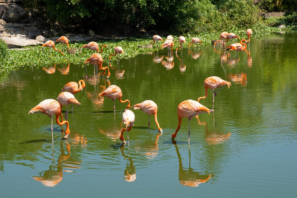 Flamingo Ecosystem