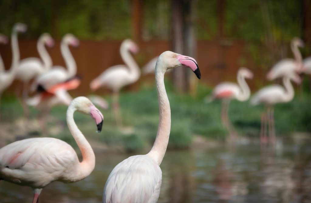 Flamingo Long Neck