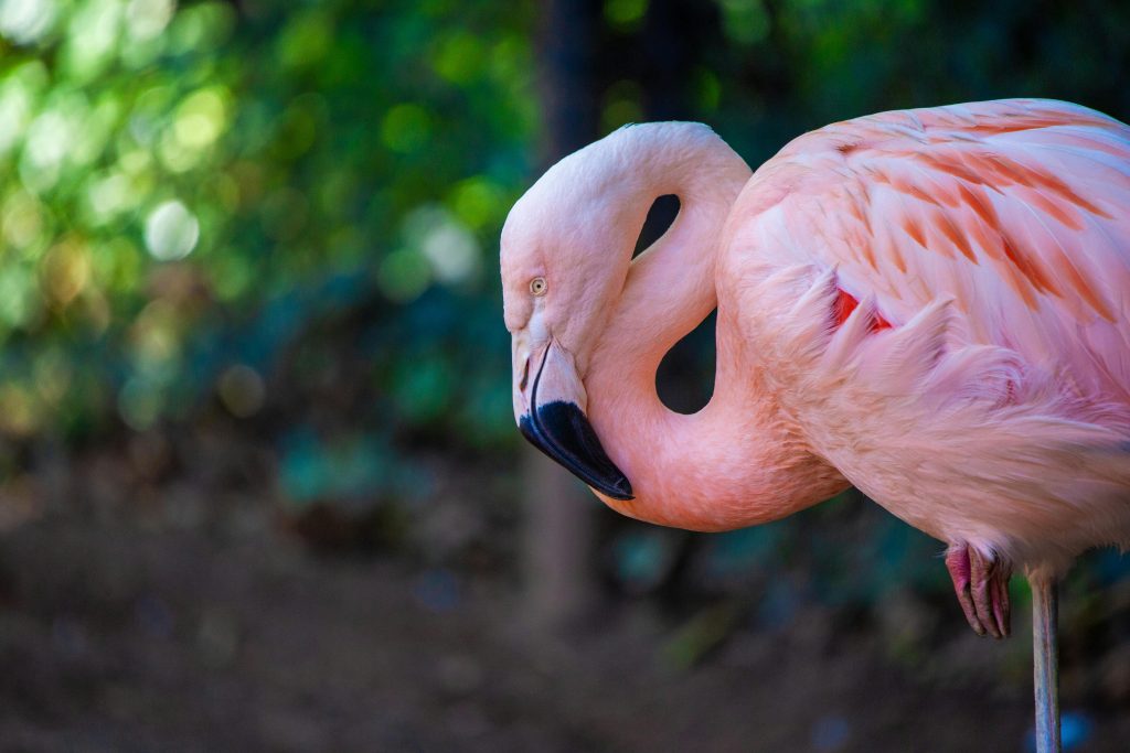Flamingo Pink feathers
