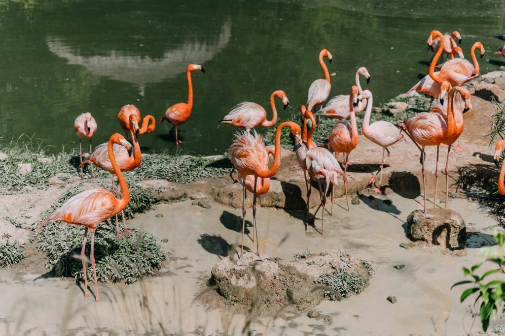 Flamingo photography