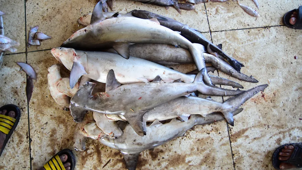 In 2018, on November 15, requiem and hammerhead sharks landed in Cox's Bazar, Bangladesh
