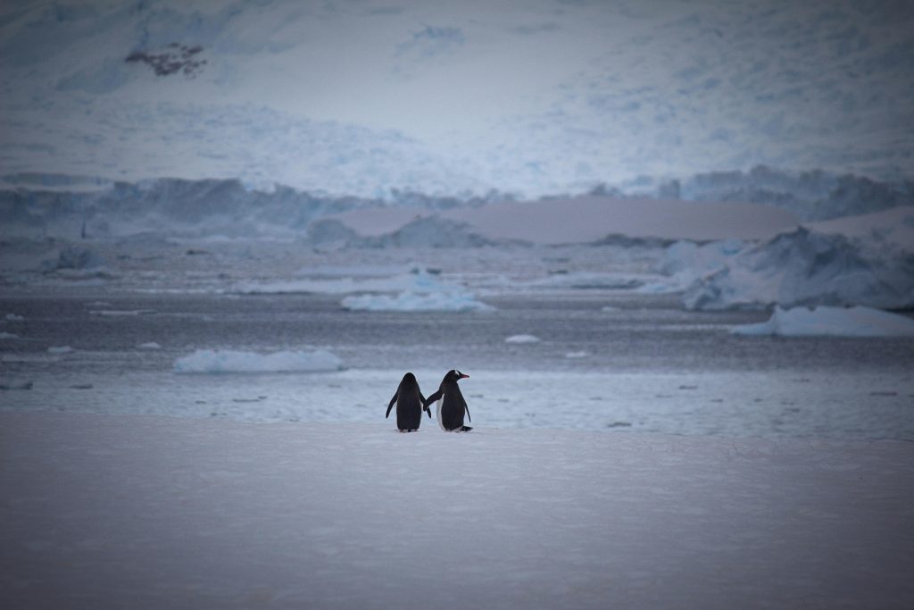 Penguin Landscape image