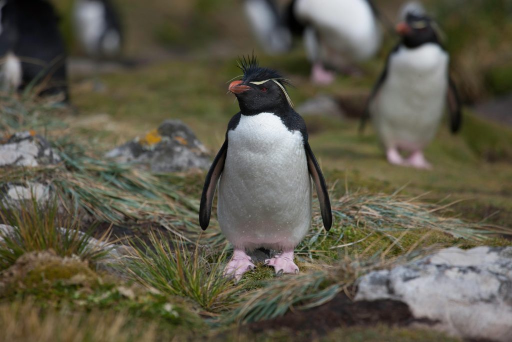 Penguin in falkland island