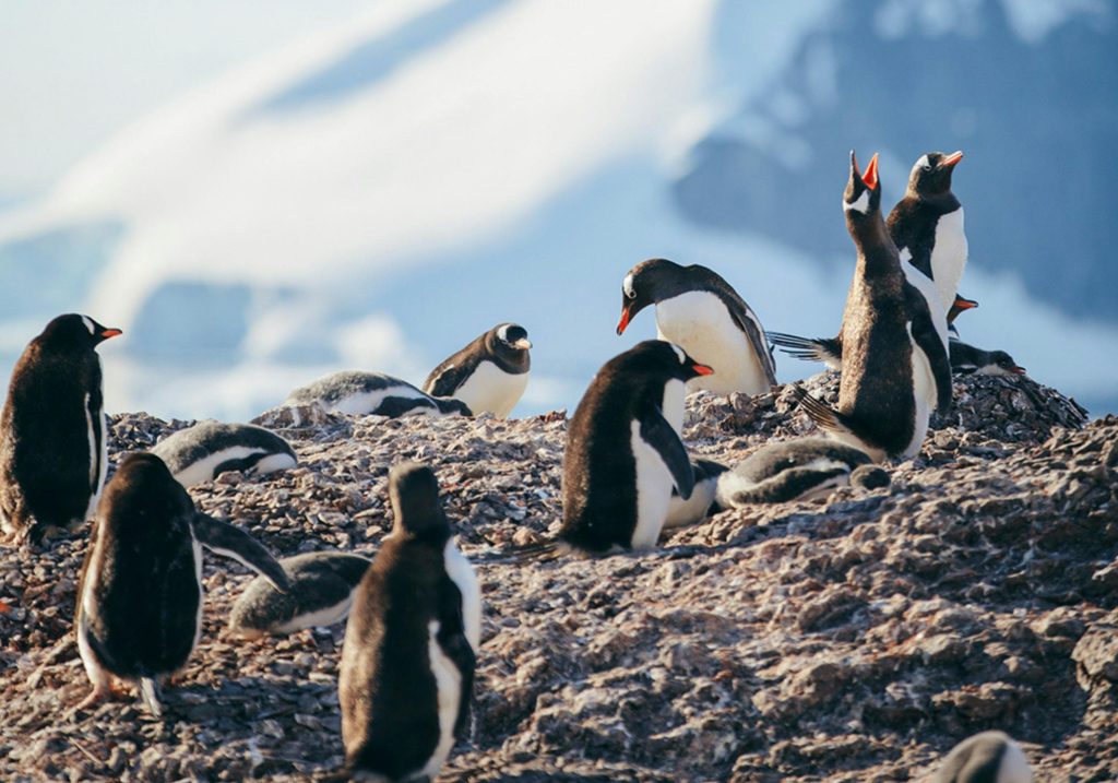 Penguins group