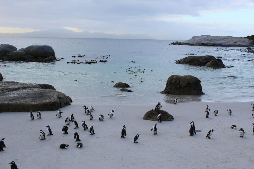 Penguins on seashore