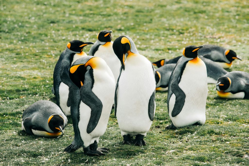 Penguins playing together