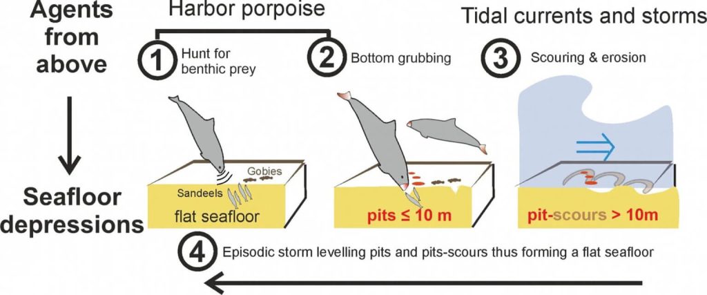 The harbor porpoise pits model schematically sketches the evolution of crater-like depressions through biological and oceanographic processes.