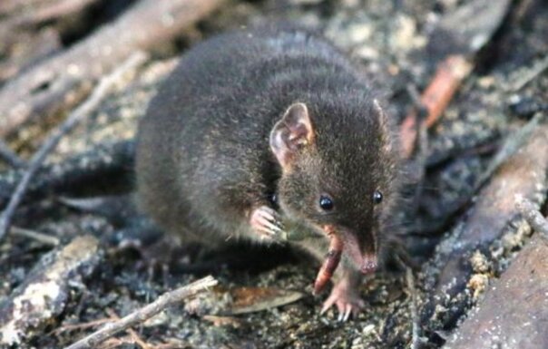This photograph shows a male dusky antechinus in a naturalistic enclosure located in Cape Otway
