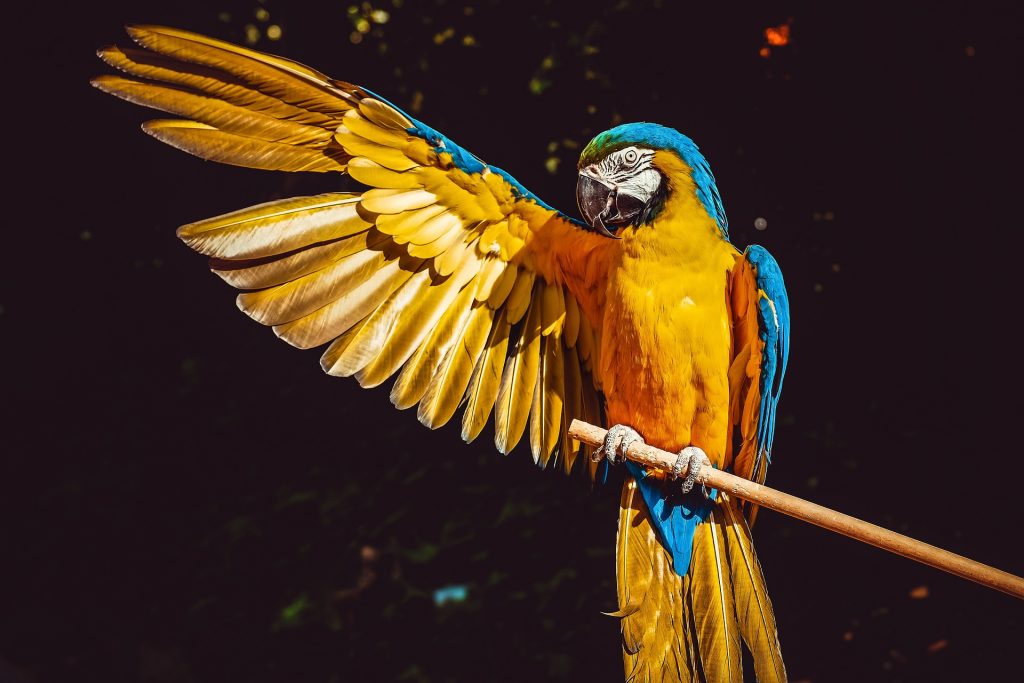 Yellow macaw parrot
