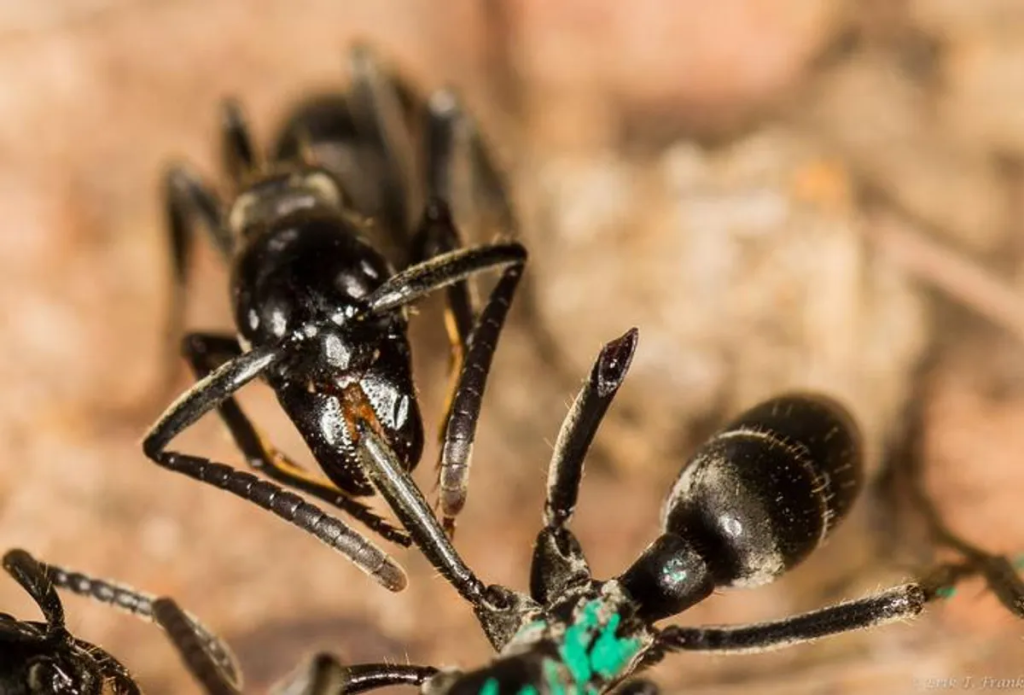 Matabele ants not only care for their injured nestmates, they have a sophisticated capacity to identify and treat bacterial infections.