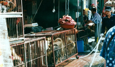 Dog for sale in cages