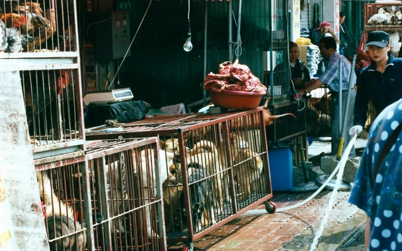 Dog for sale in cages
