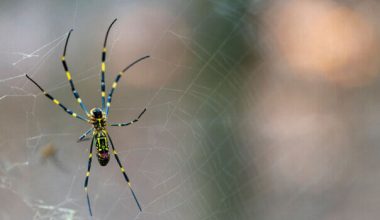 A new UGA study found the invasive Joro spider isn't particularly phased by the vibrations and noise of city living