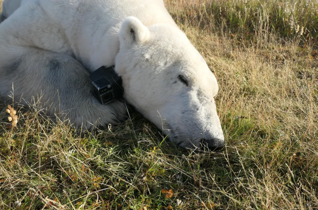 A polar bear snoozes on land in Western Hudson Bay, with its collar camera attached.
