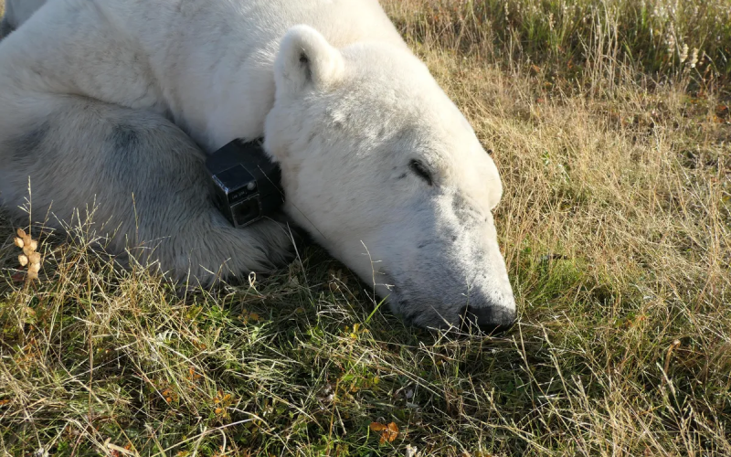 A polar bear snoozes on land in Western Hudson Bay, with its collar camera attached.