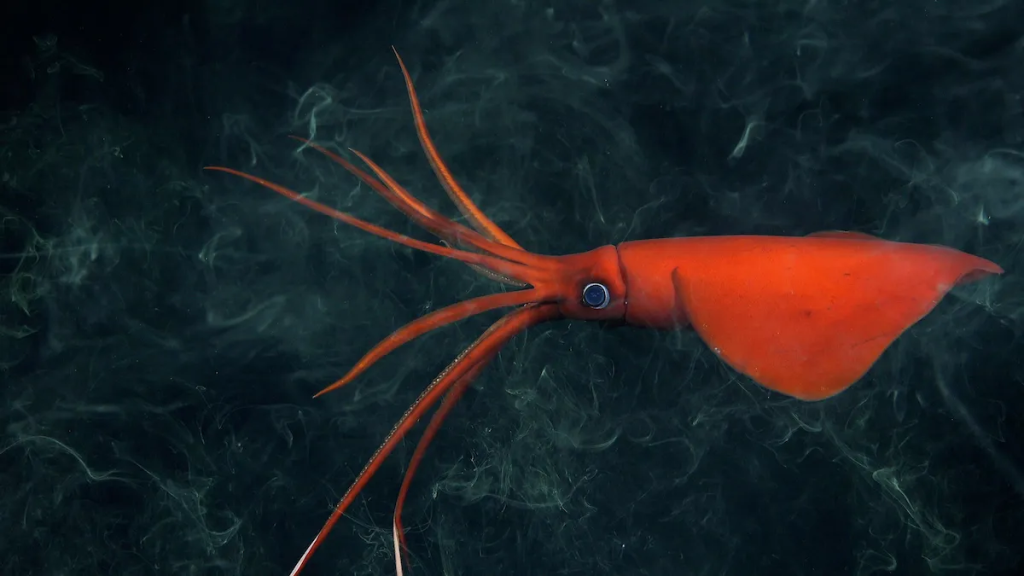 A rarely-seen whiplash squid