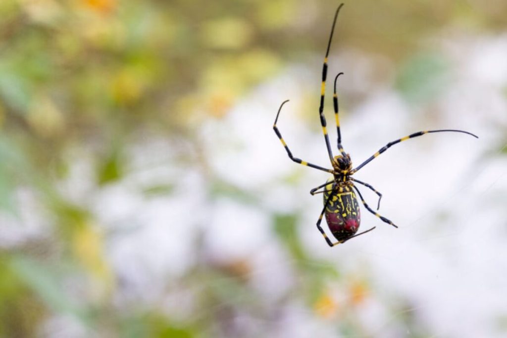 A spider species is ready to invade cities along the East Coast in a development that could rewrite the playbook on urban wildlife