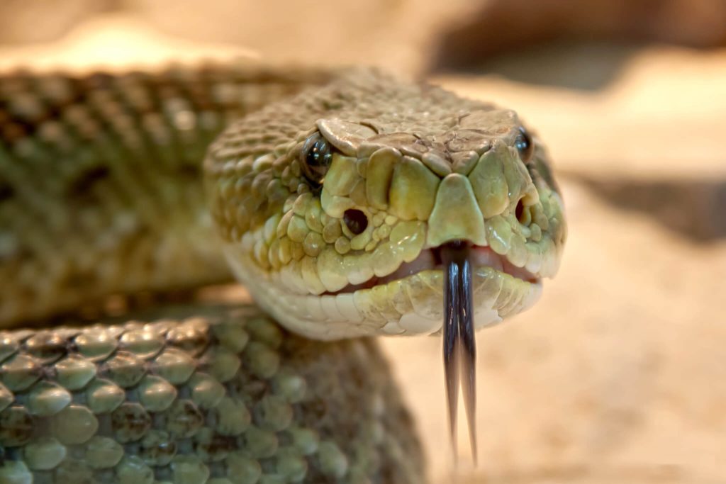 A universal antivenom is on the horizon that’s capable of neutralizing the venom from a wide range of deadly snakes found across Africa, Asia, and Australia.