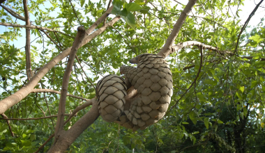 An Indian pangolin rescued by Wildlife SOS after release in its natural habitat