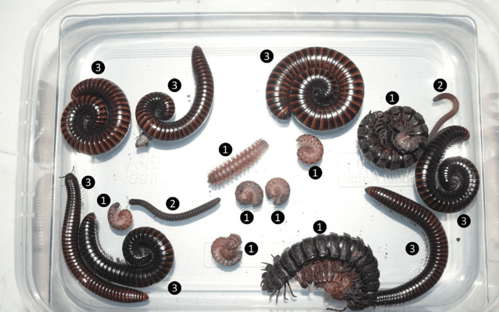Box of sample millipedes collected by UniSC FoRCE project researchers in Tanzania