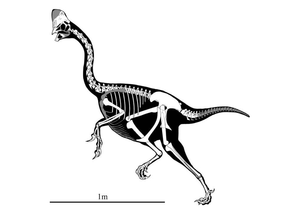Corythoraptor