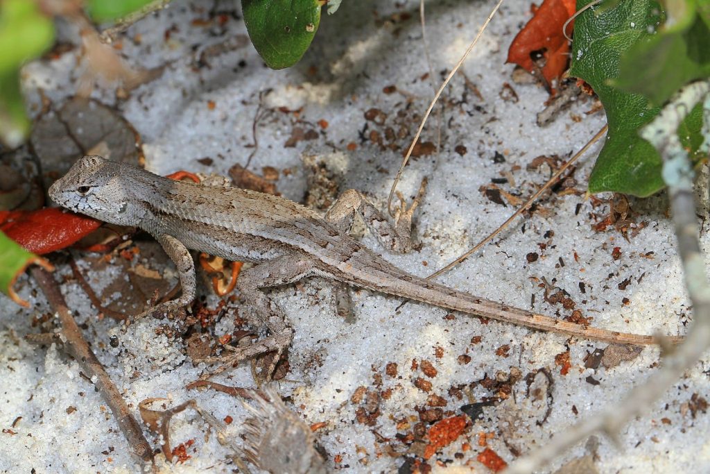 Florida Scrub Lizard
