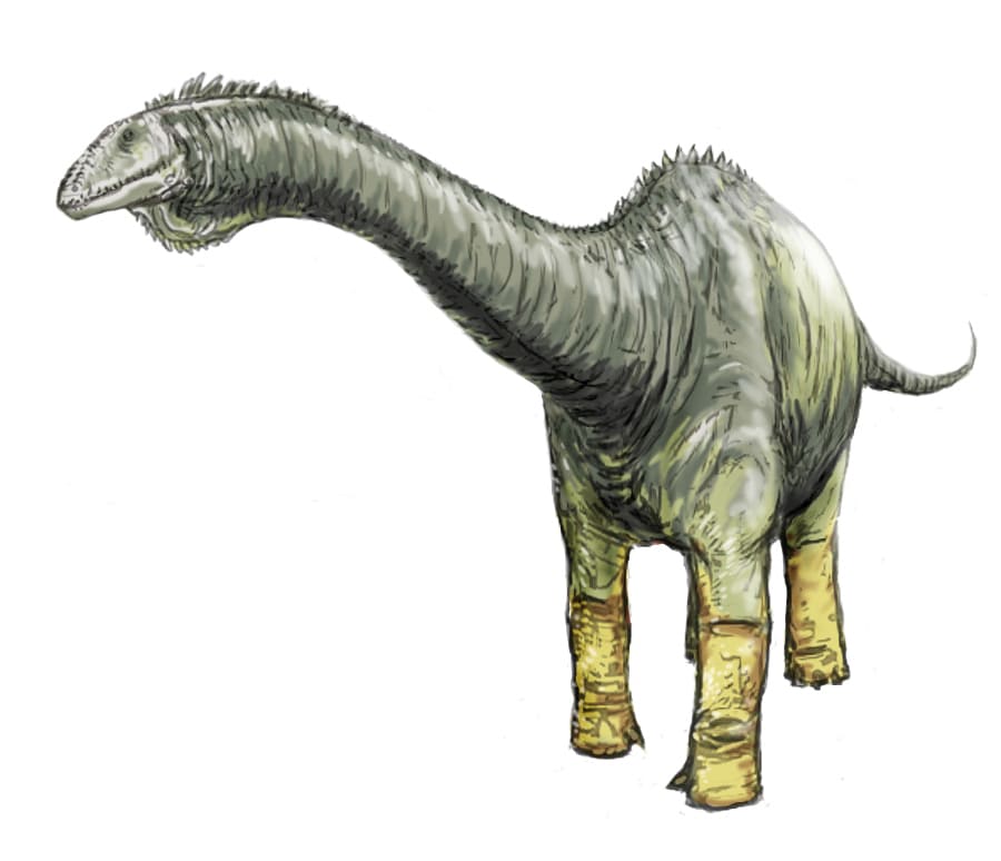 Haplocantosaurus