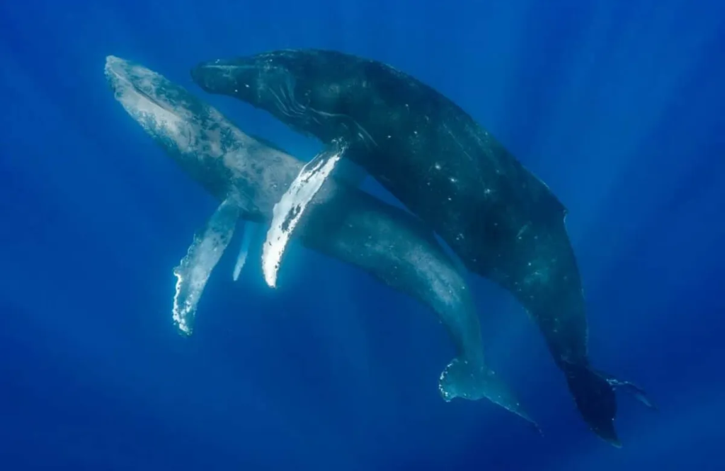 Humpback A has formed an S shape, suspected of being associated with stress or avoiding danger.