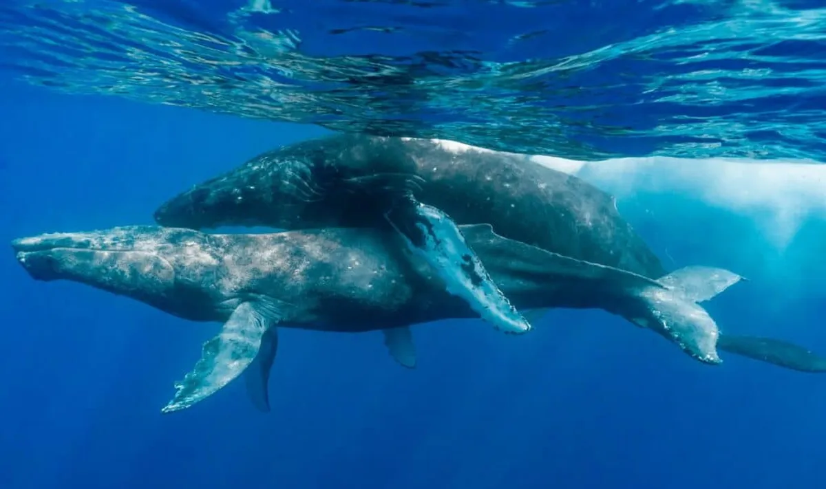 Just two male humpbacks having sex, although one of these was injured and may not have been a willing participant
