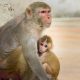 Monkeys and baby