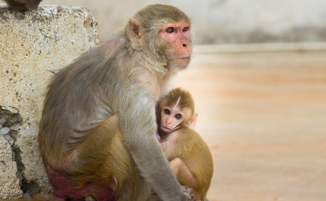 Monkeys and baby
