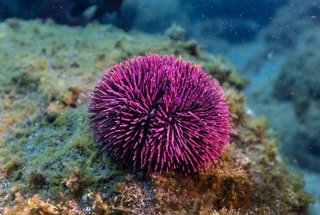 Pacific Purple Sea Urchin